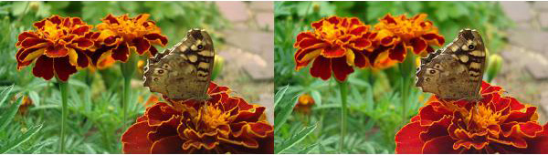 582_OCahen_fleur et papillon 1.jpg
